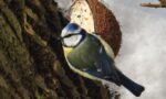 ZeMěDílna: Krmítka pro ptáky