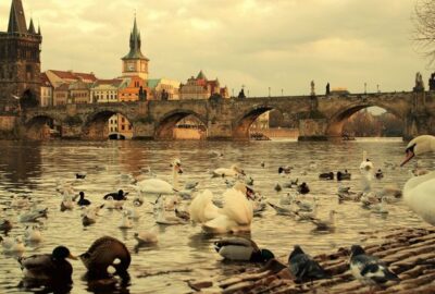 Prahou za přírodou: Za zimujícími obyvateli Vltavy